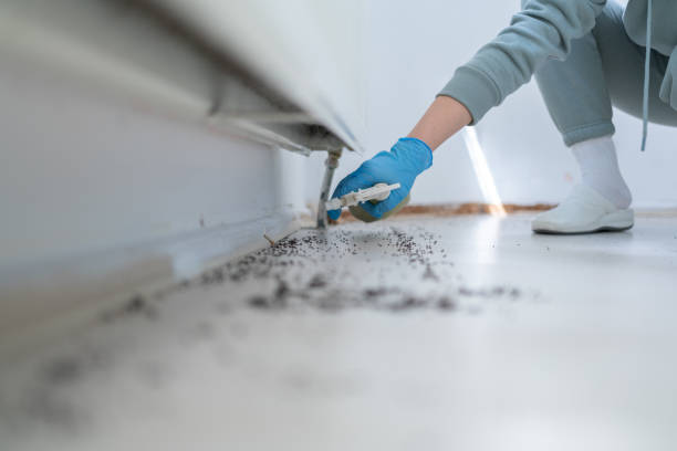 Best Pest Prevention Services  in Mount Vernon, NY